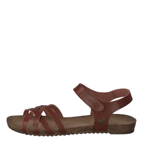 1307801 Chestnut 1307801 Chestnut